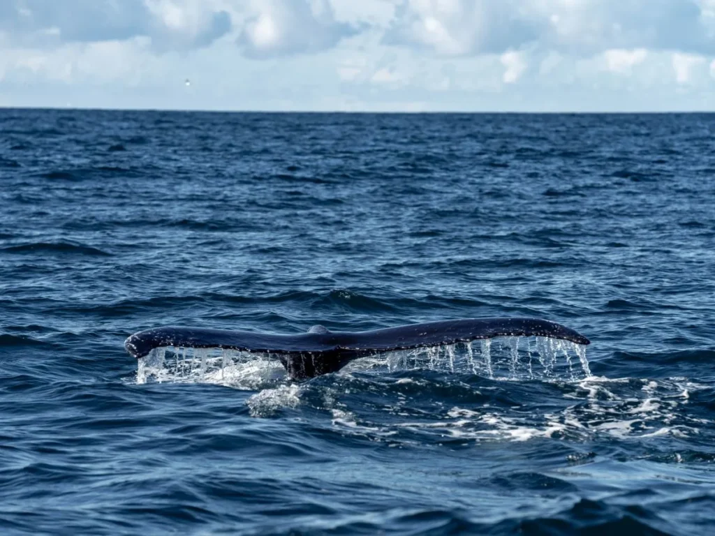 Humpback whale surfacing in the deep blue waters of Faxaflói Bay during a whale watching tour from Reykjavik harbor.
