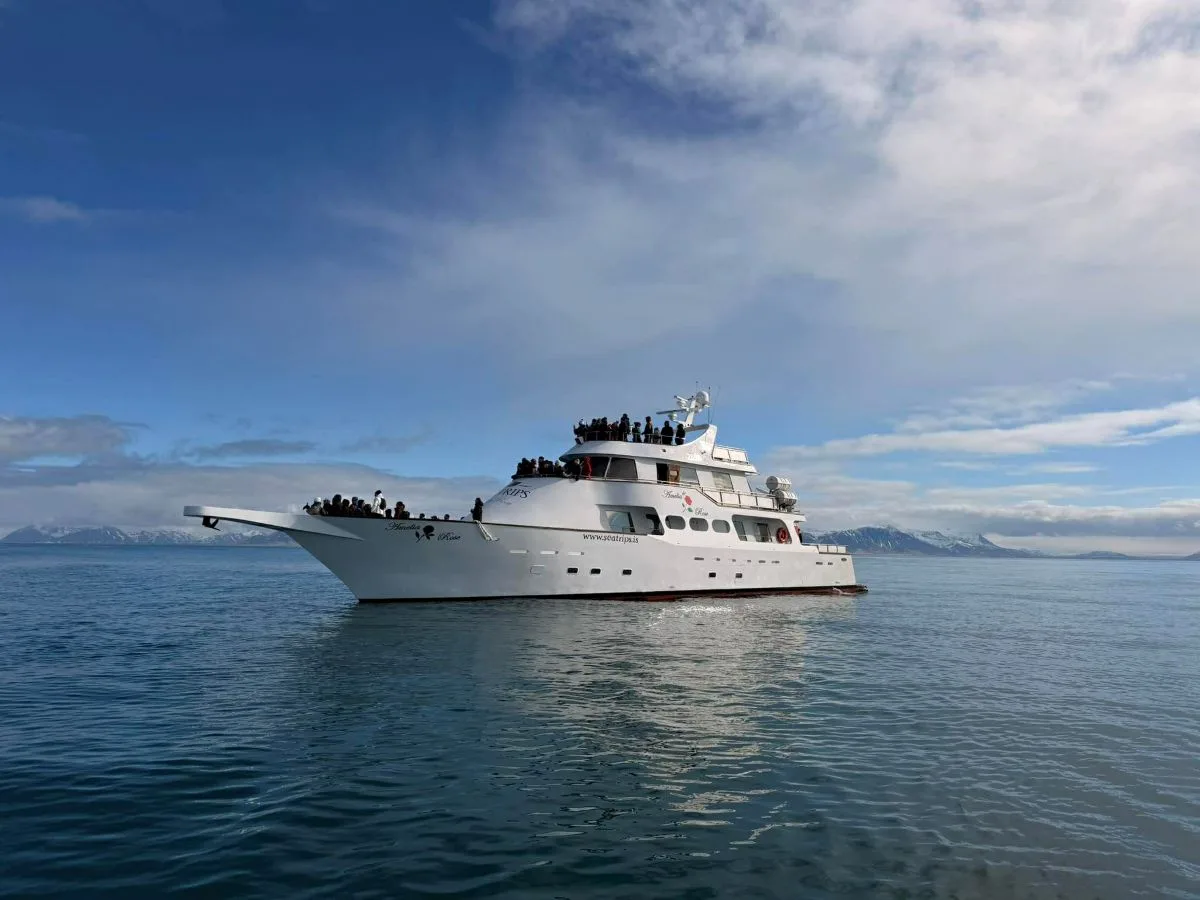The Amelia Rose yacht cruising through Faxaflói Bay on a stable whale watching adventure from Reykjavik.