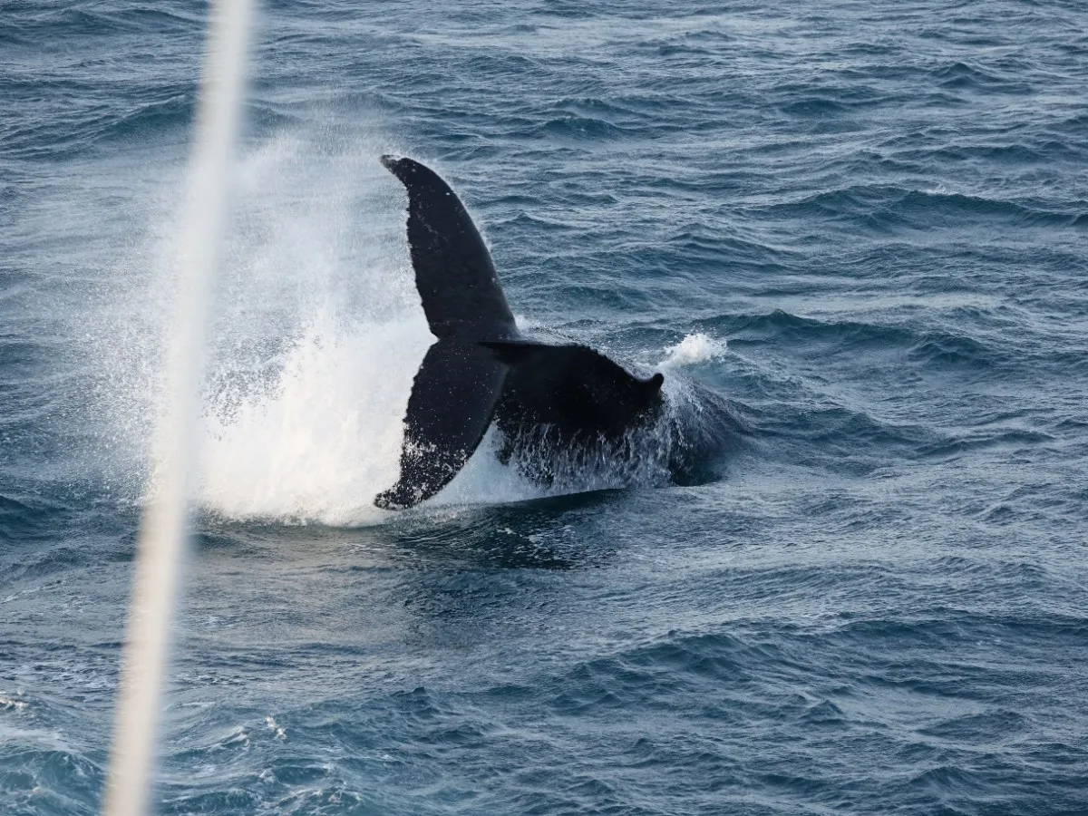 A spectacular humpback whale breach in Faxaflói Bay, captured during an Iceland Discover whale watching tour from Reykjavík harbor.