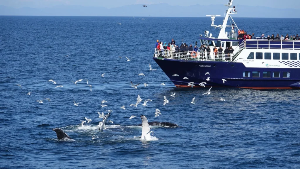 Whale Watching and Marine Life Tour in Faxafloi