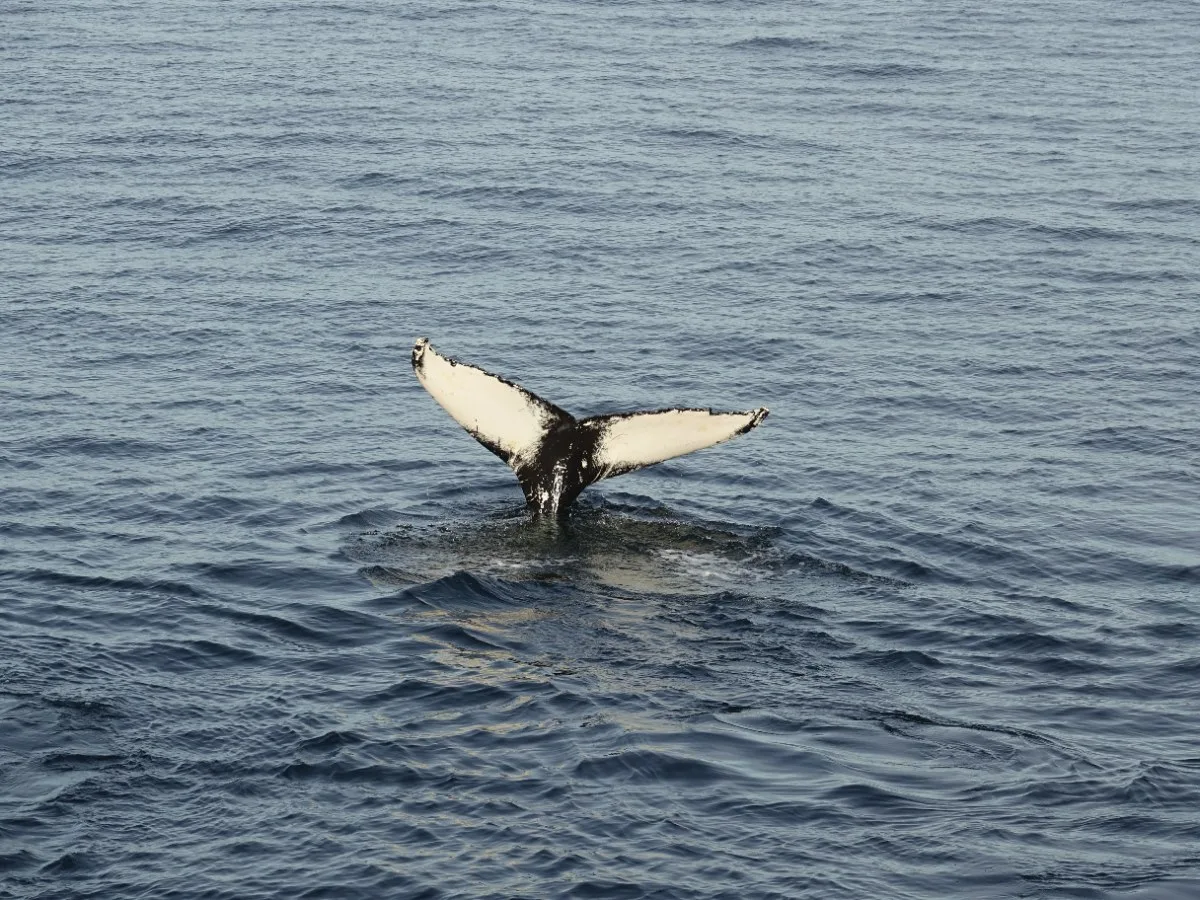 A humpback whale fluke standing tall in the water during a deep dive in Faxaflói Bay, perfect for wildlife photography on an Iceland Discover tour.