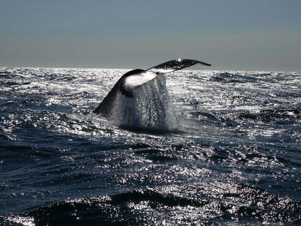 A humpback whale fluke splashing in the sparkling North Atlantic water during a whale watching trip from Reykjavik harbor.