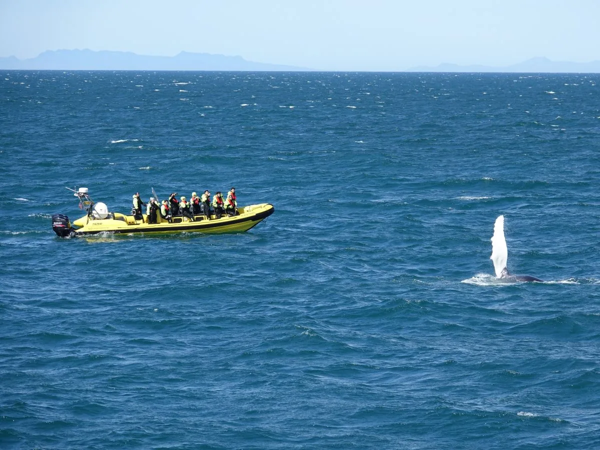 Close-up whale watching encounter in Reykjavik with passengers on the Black Pearl RIB speedboat witnessing a whale tail fluke in Faxaflói Bay.