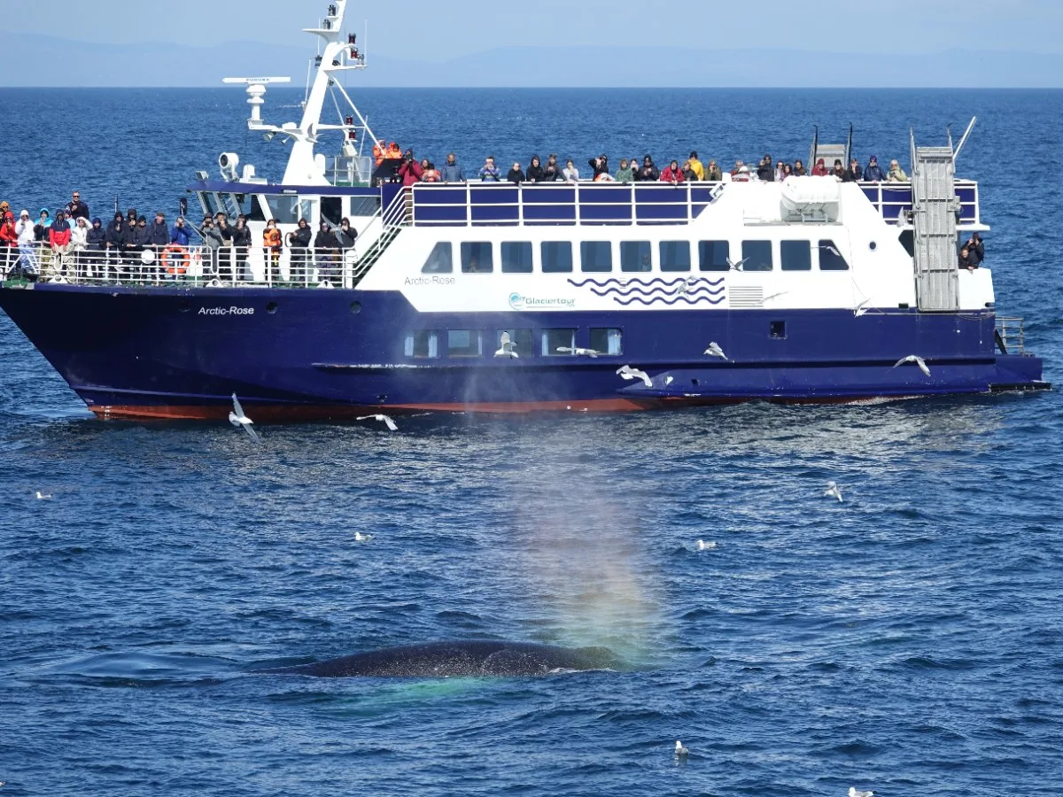A humpback whale surfacing near the Arctic Rose whale watching boat in Faxaflói Bay, showing the 360-degree viewing decks for passengers.