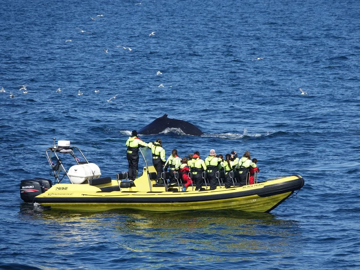 A humpback whale surfacing right next to the Black Pearl RIB speedboat during a small-group whale watching tour in Reykjavik, Iceland.