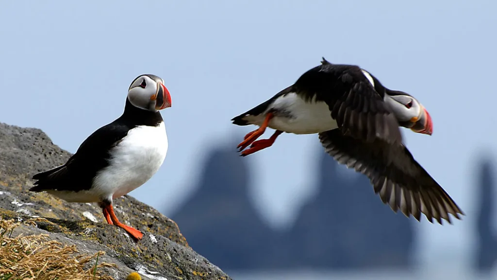 Puffin Tours tour in Iceland