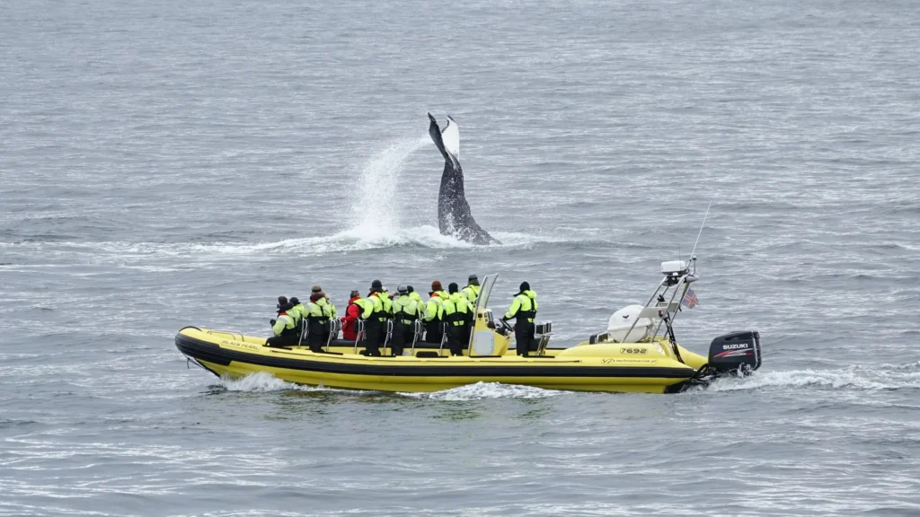 Whale Watching by RIB Speedboat in Reykjavík Bay tour in Iceland