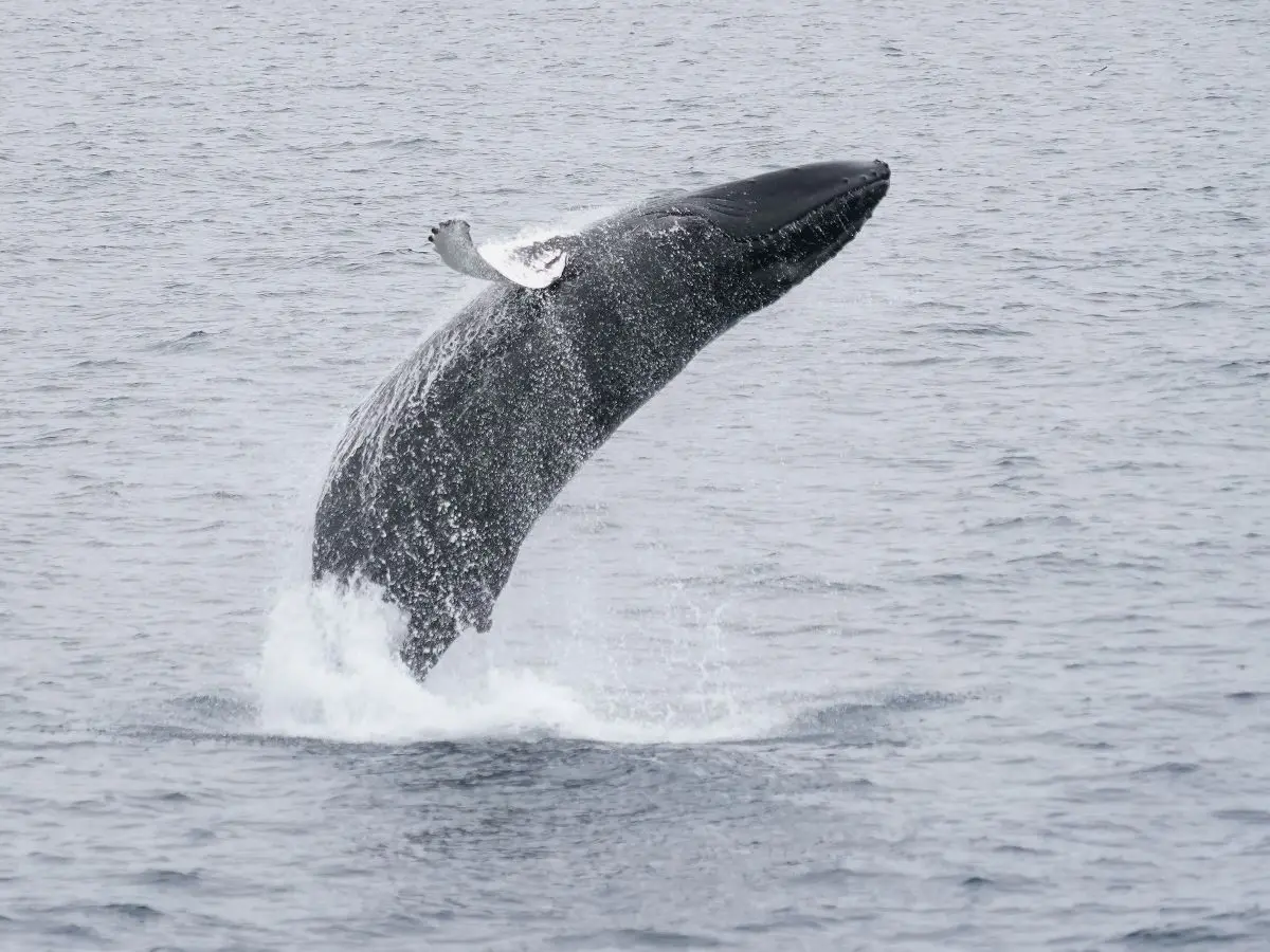 Humpback whale breaching the water during an Iceland Discover whale watching tour in Faxafloi Bay, Reykjavik.
