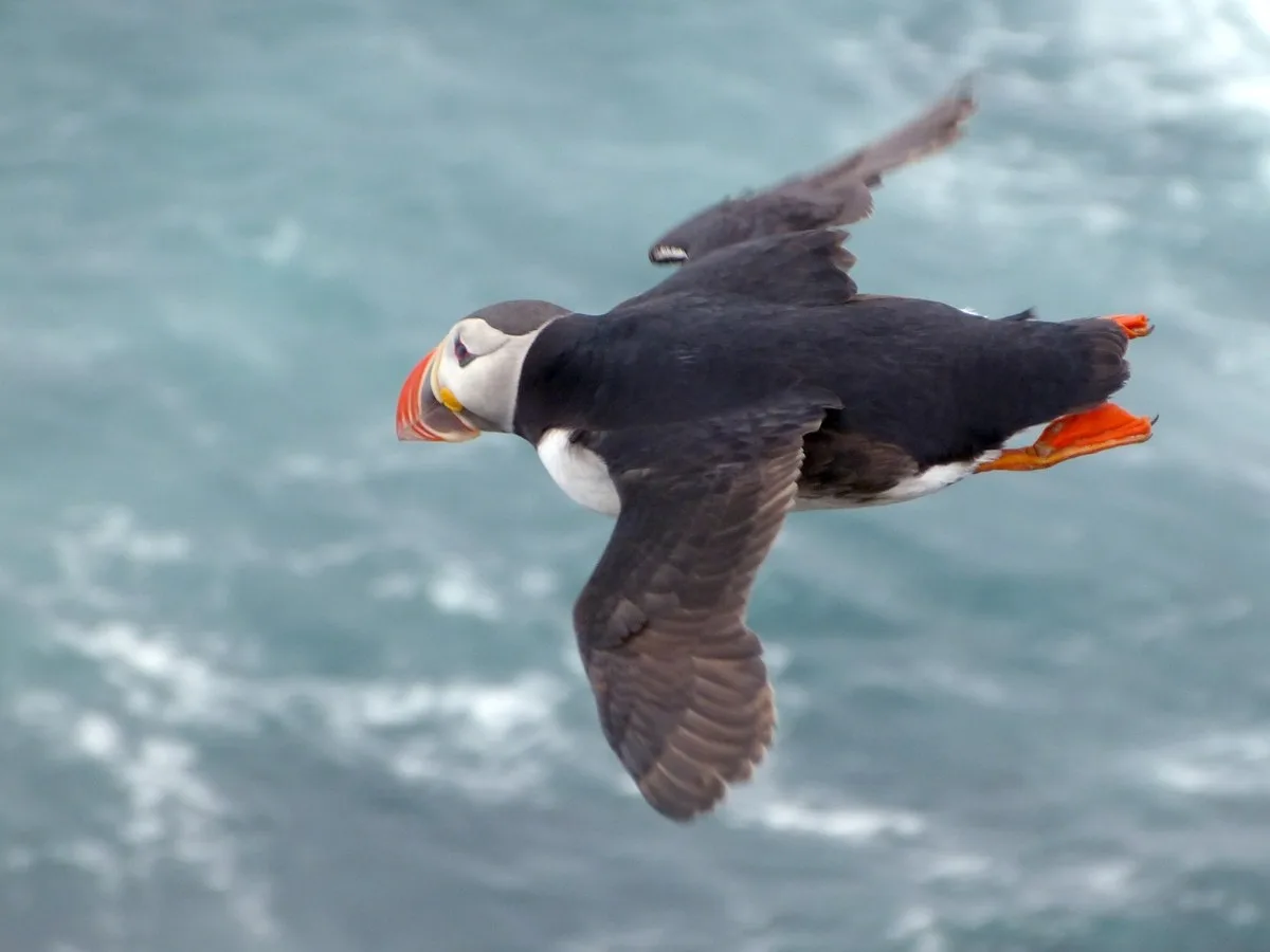 Atlantic puffin in flight over ocean waves in Iceland