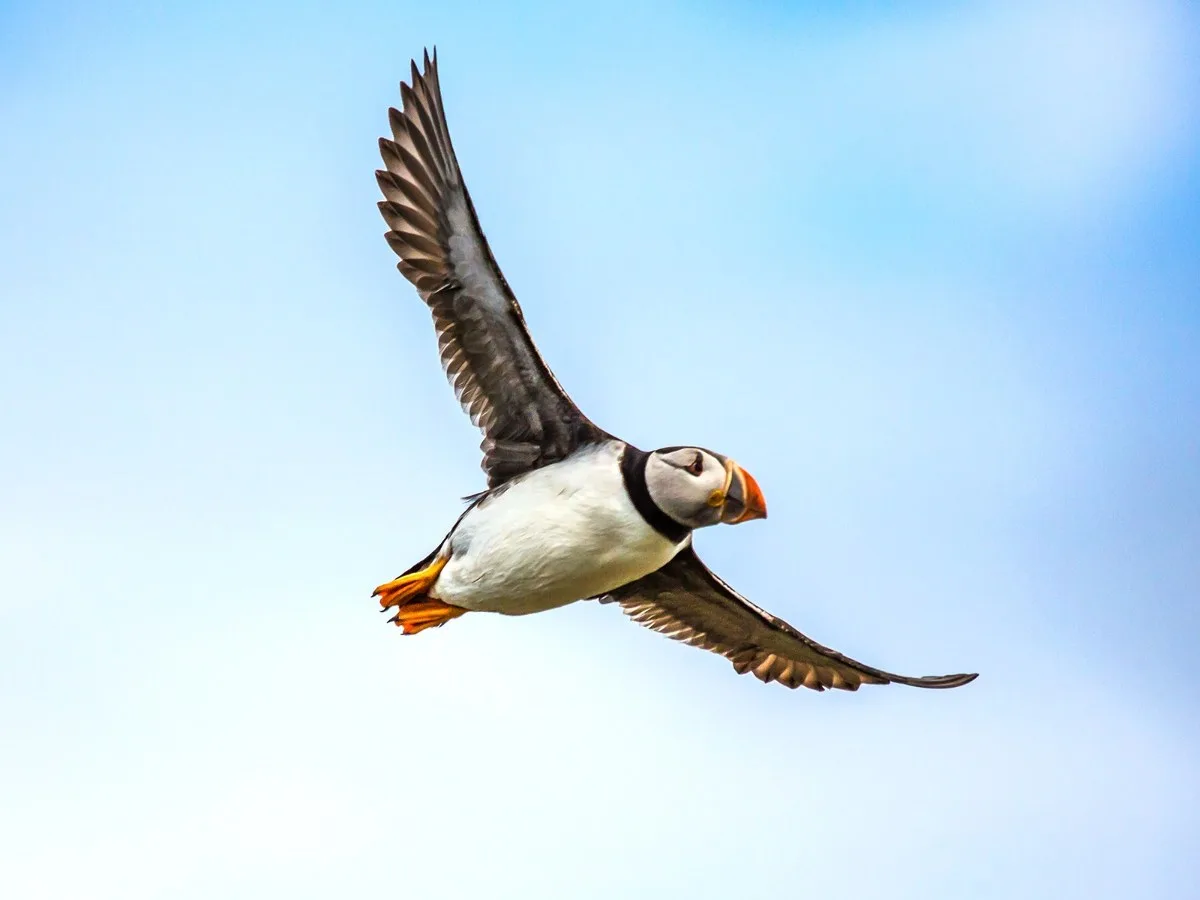 Atlantic puffin in full flight against blue sky in Iceland