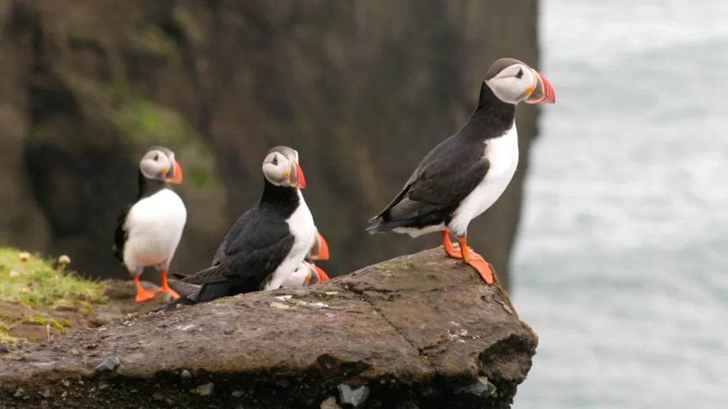 Puffin Tour by RIB Speedboat