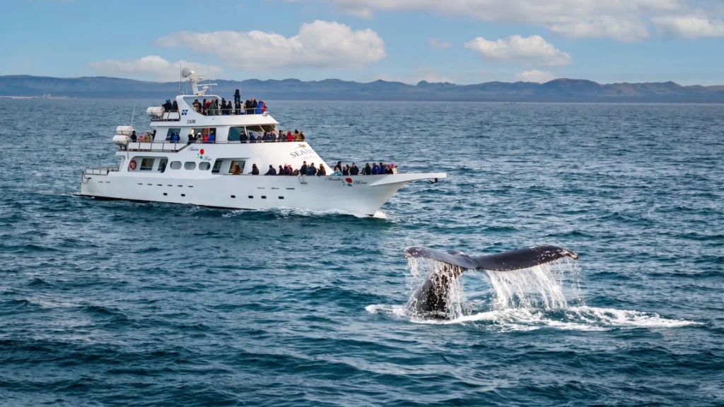 Whale Watching Cruise on a Yacht in Reykjavik