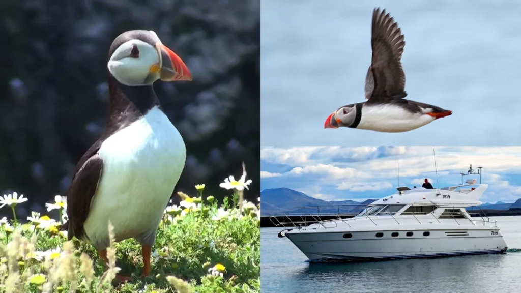 Puffin Watching Cruise from Downtown Reykjavík