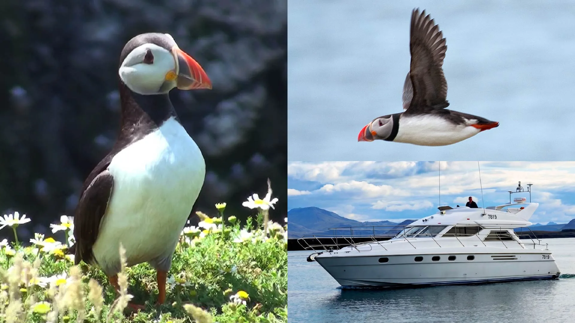 Puffin Watching Cruise from Downtown Reykjavík tour in Iceland