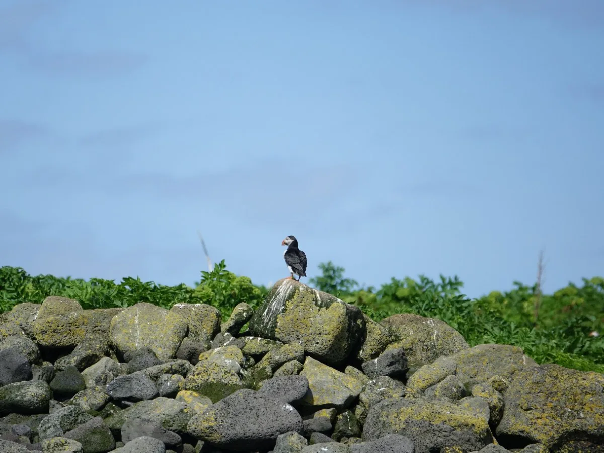 Atlantic puffin perched on volcanic rocks on a coastal island in Iceland