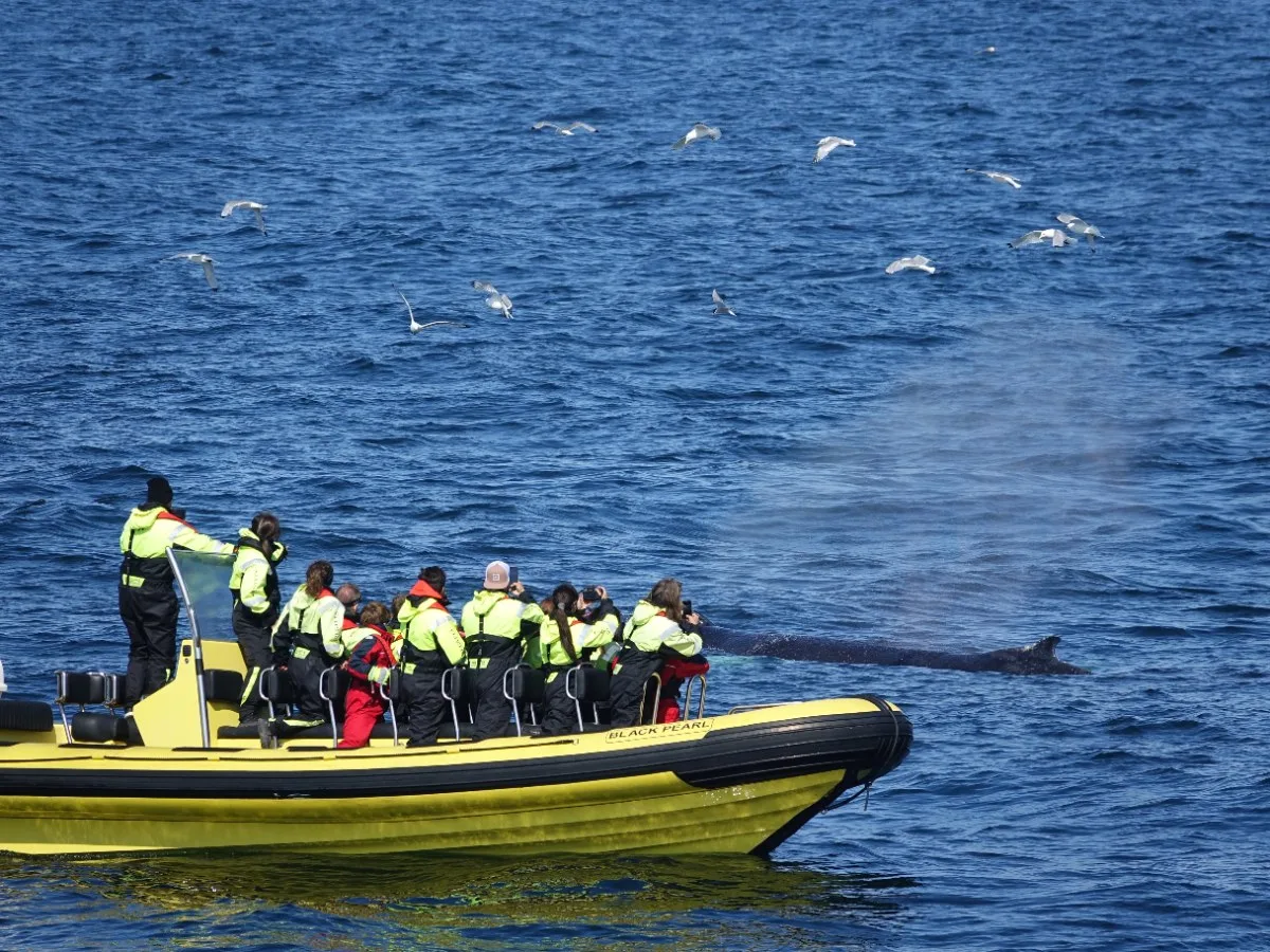 Guests on Iceland Discover RIB speedboat watching a whale surface beside the boat in Faxaflói Bay Reykjavík